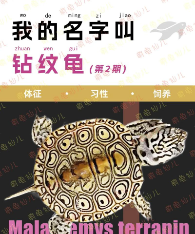 大花钻纹龟怎么养,新手入门指南,饲养要点解析 大花钻纹龟怎么养,新手入门指南,饲养要点解析