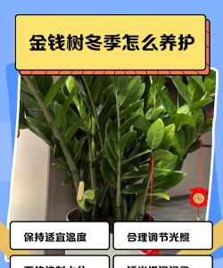 金钱树冻害防治,常见问题解析,实用应对方法 金钱树冻害防治,常见问题解析,实用应对方法