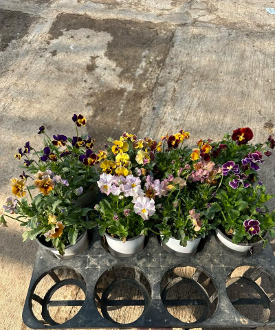 大花皱边角堇怎么养,掌握四个要点,轻松爆盆开花 大花皱边角堇怎么养,掌握四个要点,轻松爆盆开花