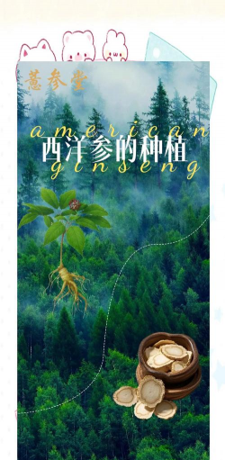 姜堰大道绿化设计，提升城市形象，改善居民生活