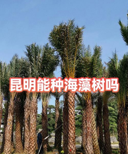 姜堰大道绿化设计，提升城市形象，改善居民生活