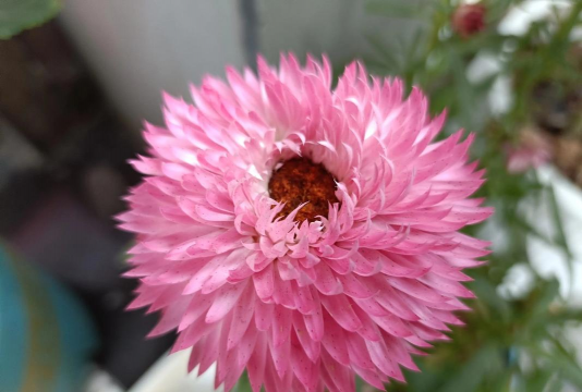 姜堰大道绿化设计，提升城市形象，改善居民生活