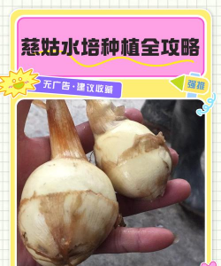 慈姑栽培,掌握关键步骤,轻松收获饱满果实 慈姑栽培,掌握关键步骤,轻松收获饱满果实