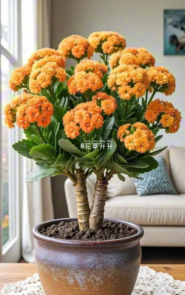 长寿花怎么养棒棒糖，造型技巧分享，新手也能学会