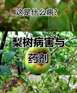 犁头树病害防治，常见问题识别，有效处理方法