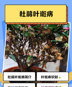 道路绿化设计要求，提升城市形象，改善出行体验