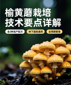 道路绿化设计要求，提升城市形象，改善出行体验