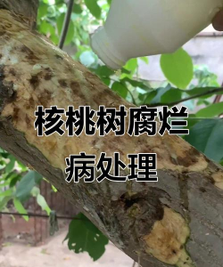 道路绿化设计要求，提升城市形象，改善出行体验