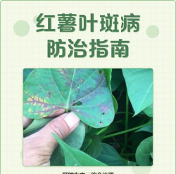 道路绿化设计要求，提升城市形象，改善出行体验