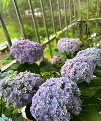 梨树栽培与管理技术，掌握关键要点，提升果实品质