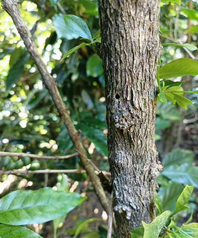 梨树栽培与管理技术，掌握关键要点，提升果实品质