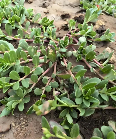 梨树栽培与管理技术，掌握关键要点，提升果实品质