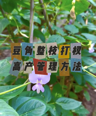 梨树栽培与管理技术，掌握关键要点，提升果实品质