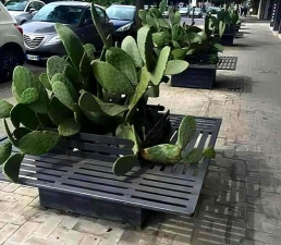 梨树栽培与管理技术，掌握关键要点，提升果实品质