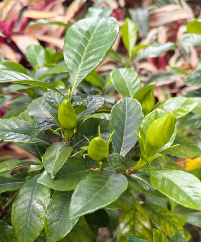 梨树栽培与管理技术，掌握关键要点，提升果实品质