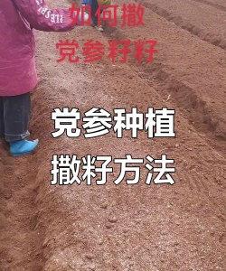 红参栽培，选对方法，轻松上手