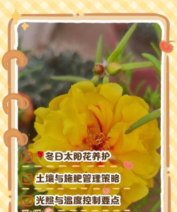 冬天重瓣太阳花怎么养，掌握关键技巧，轻松过冬