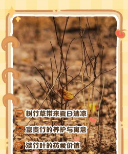 送的玫瑰花怎么养，延长花期技巧，新手也能轻松上手