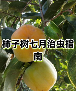 树辣子的防治,识别常见虫害,掌握有效方法 树辣子的防治,识别常见虫害,掌握有效方法