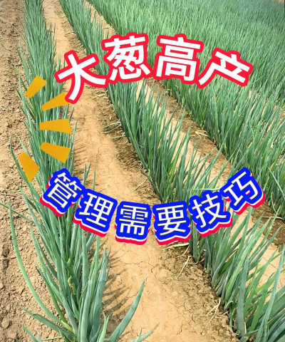 大葱高产栽培技术,选对品种,掌握关键步骤 大葱高产栽培技术,选对品种,掌握关键步骤