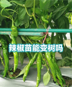 防治椒树老化,延长结果年限,提升种植效益 防治椒树老化,延长结果年限,提升种植效益