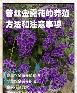 种植和栽培，掌握关键技巧，轻松打造理想花园