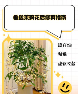 送的玫瑰花怎么养，延长花期技巧，新手也能轻松上手