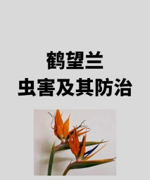 草果栽培，掌握关键技巧，实现高产稳收