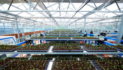 草果栽培，掌握关键技巧，实现高产稳收