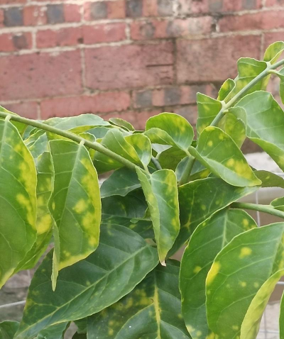 黄皮树煤烟防治,识别早期症状,采取有效方法 黄皮树煤烟防治,识别早期症状,采取有效方法