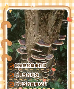 灵芝树病害防治，识别常见问题，掌握有效方法
