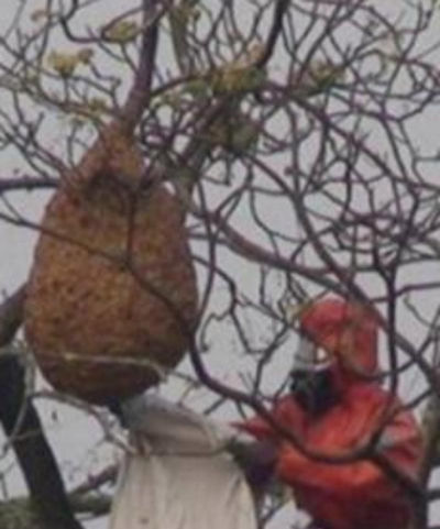 桑椹树病虫防治方法，常见问题解析，实用应对技巧