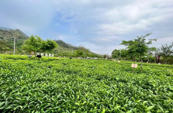 桑椹树病虫防治方法，常见问题解析，实用应对技巧