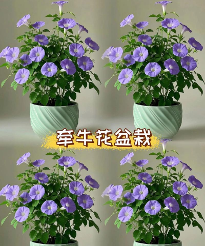 重瓣矮牛花怎么养,掌握浇水技巧,避免烂根黄叶 重瓣矮牛花怎么养,掌握浇水技巧,避免烂根黄叶