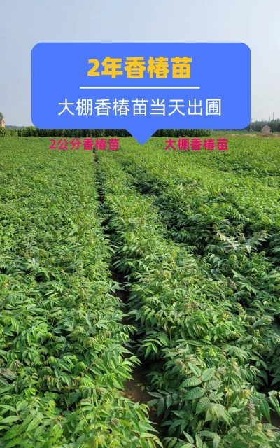 桑椹树病虫防治方法，常见问题解析，实用应对技巧