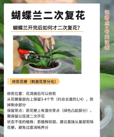 蝴蝶兰怎么养复花,掌握关键技巧,轻松实现二次开花 蝴蝶兰怎么养复花,掌握关键技巧,轻松实现二次开花