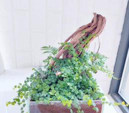 桑椹树病虫防治方法，常见问题解析，实用应对技巧