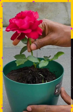 草果栽培，掌握关键技巧，实现高产稳收