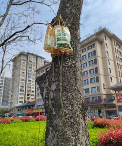 草果栽培，掌握关键技巧，实现高产稳收