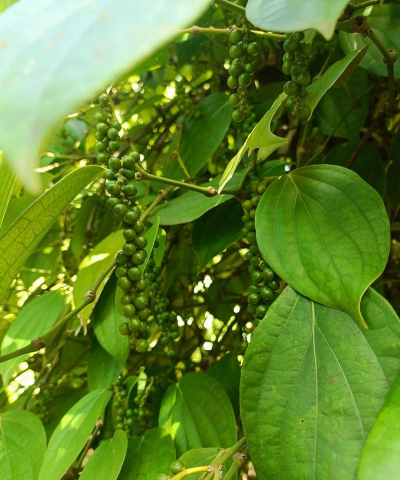 桑椹树病虫防治方法，常见问题解析，实用应对技巧