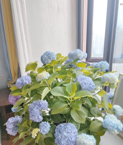 桑椹树病虫防治方法，常见问题解析，实用应对技巧