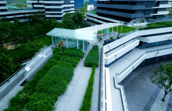 桑椹树病虫防治方法，常见问题解析，实用应对技巧