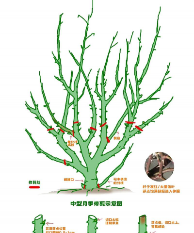 桑椹树病虫防治方法，常见问题解析，实用应对技巧