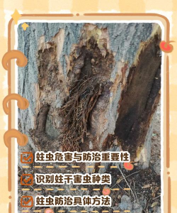 腊肠树蛀虫防治，识别虫害迹象，采取有效手段