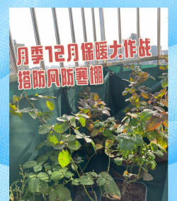 月季玫瑰花冬天怎么养，防寒保暖，安全过冬