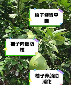 桑椹树病虫防治方法，常见问题解析，实用应对技巧