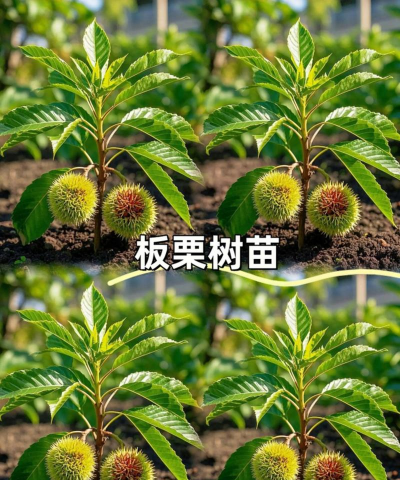 桑椹树病虫防治方法，常见问题解析，实用应对技巧