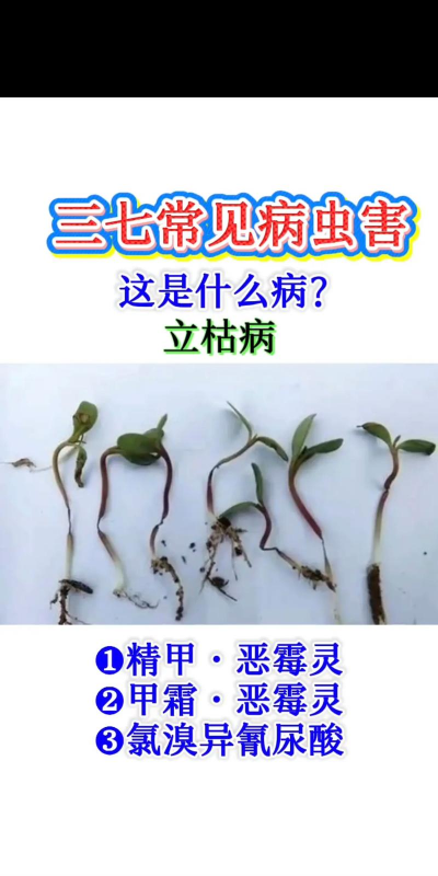 桑椹树病虫防治方法，常见问题解析，实用应对技巧