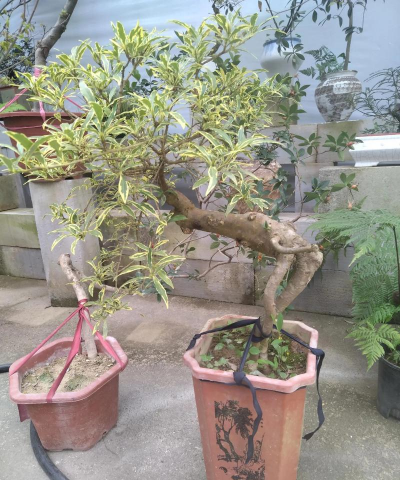 桑椹树病虫防治方法，常见问题解析，实用应对技巧