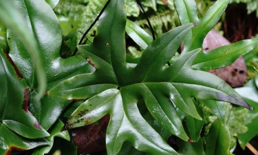 桑椹树病虫防治方法，常见问题解析，实用应对技巧